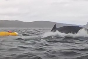 Το κολοσσιαίο καλαμάρι τελικά δεν είναι μύθος-Δείτε βίντεο - εικόνα 1