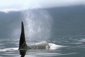 Φάλαινα κατάπιε άνθρωπο σε καγιάκ και το έχουμε σε βίντεο - εικόνα 2