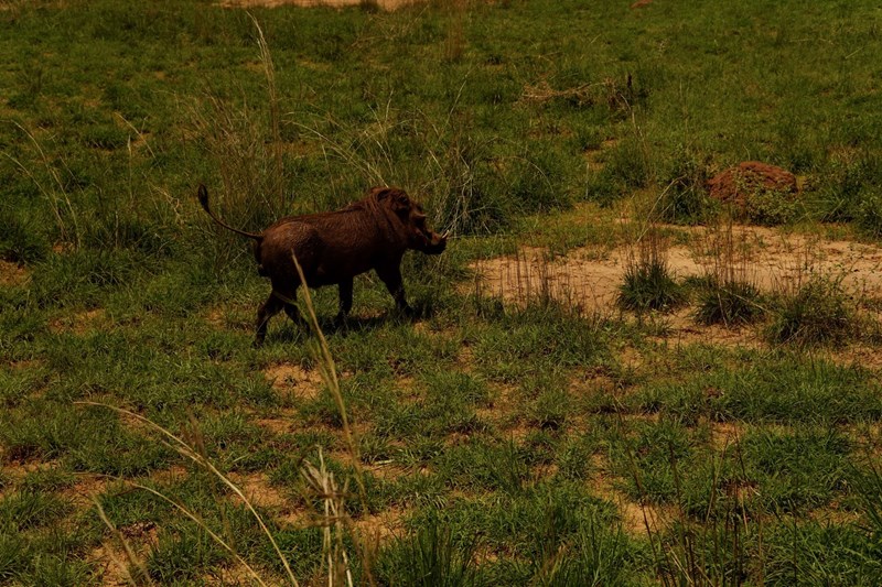 Ουγκάντα πάρκο άγριας ζωής