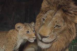 Πώς ο Popeye και ο Tintin περνούν σε μια νέα εποχή - εικόνα 1