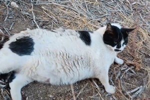 Κι όμως, το μυστικό της μακροζωίας βρίσκεται στη γάτα σου - εικόνα 2