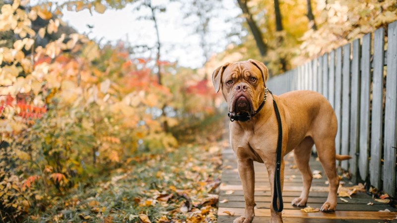 Ντόγκο ντε Μπορντό