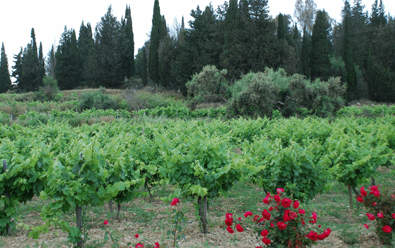 ΚΡΑΣΙ ΚΕΦΑΛΟΝΙΑΣ ΑΜΠΕΛΩΝΑΣ ΣΚΛΑΒΟΥ