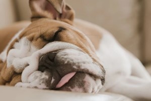 Στα καλά νέα της ημέρας, μόλις εμφανίστηκε ένα σπάνιο μωρό ρινόκερος στη ζούγκλα Ιάβας - εικόνα 1