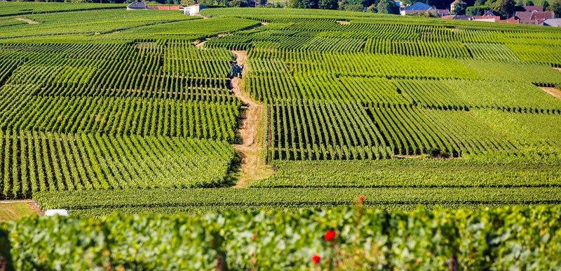 ΚΕΛΑΡΙ ARMAND DE BRIGNAC 1