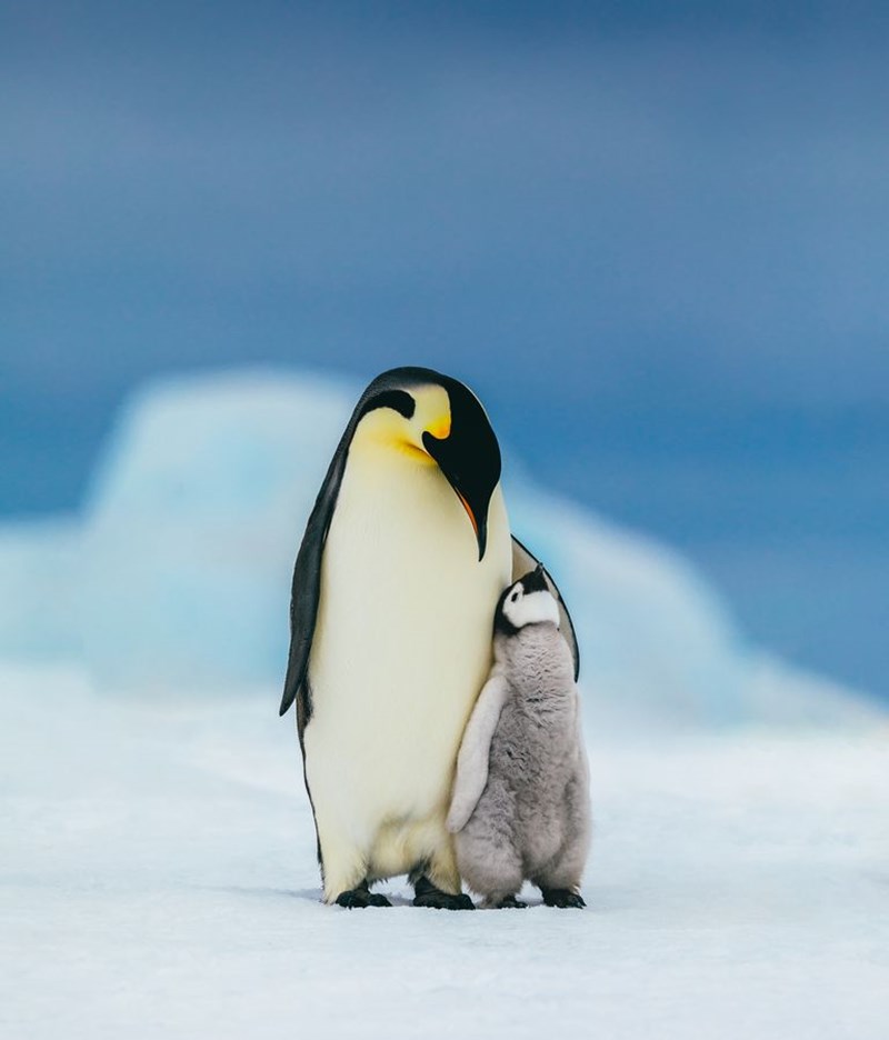 Πιγκουίνος είδη ζώων
