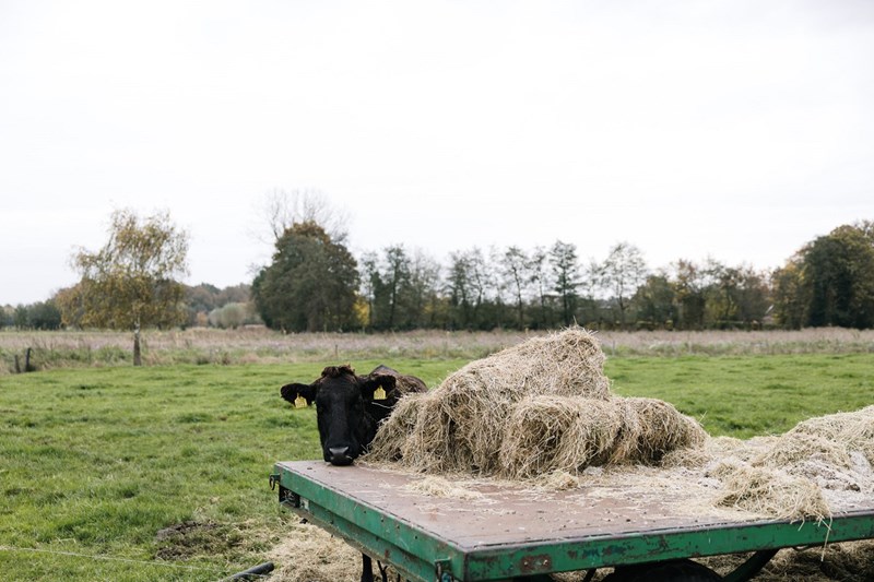 LA MEAT MAISON OLIVE WAGYU FARM 7