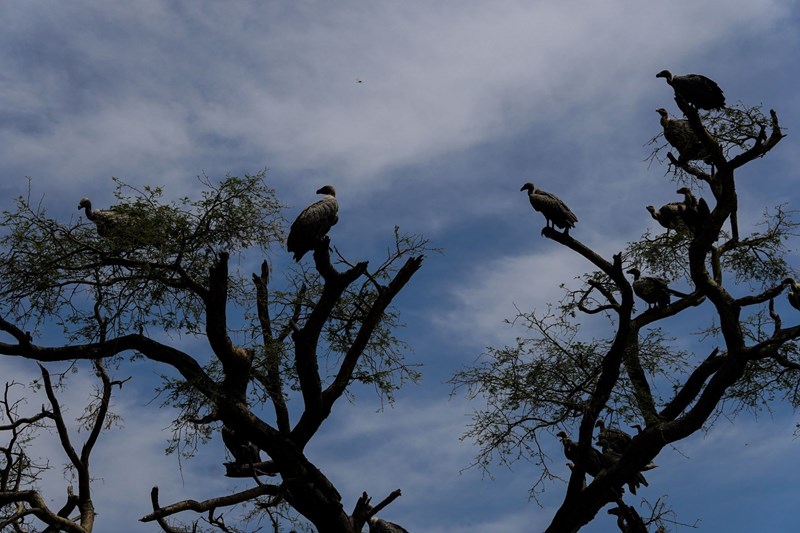 Ουγκάντα πάρκο άγριας ζωής