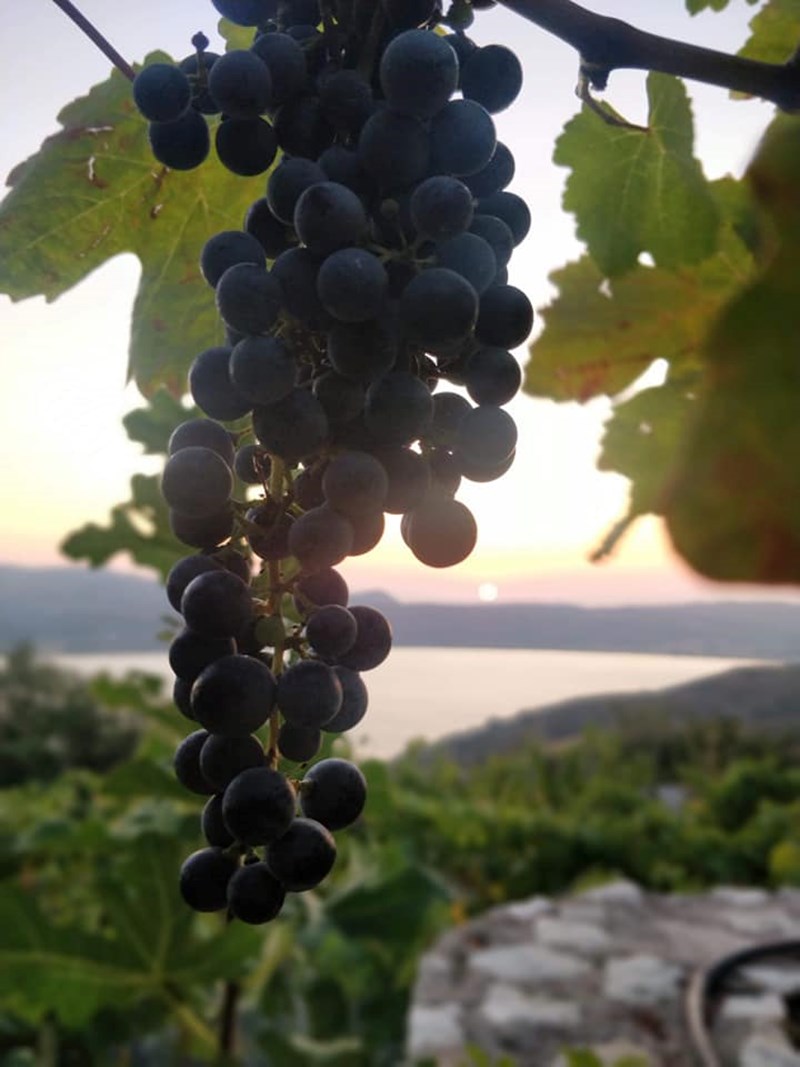 ΚΡΑΣΙ ΚΕΦΑΛΟΝΙΑΣ ΑΜΠΕΛΙ ΣΚΛΑΒΟΥ