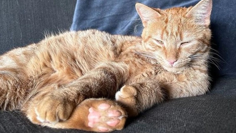 Η γάτα του Russell Brand