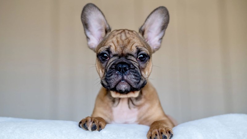 French Bulldog