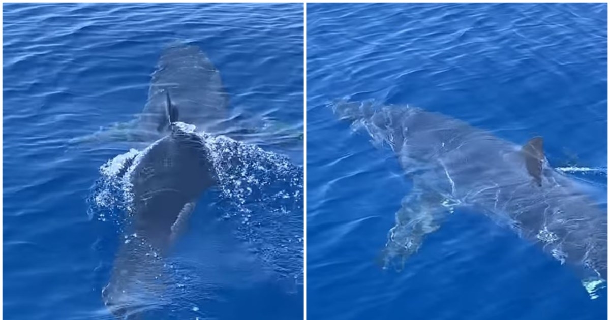 Εκατομμύρια άνθρωποι είδαν τον καρχαρία που δάγκωσε influencer (video) - εικόνα 1