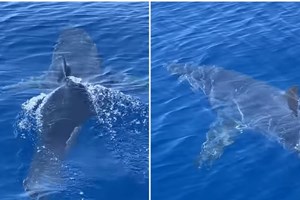 Εκατομμύρια άνθρωποι είδαν τον καρχαρία που δάγκωσε influencer (video) - εικόνα 1