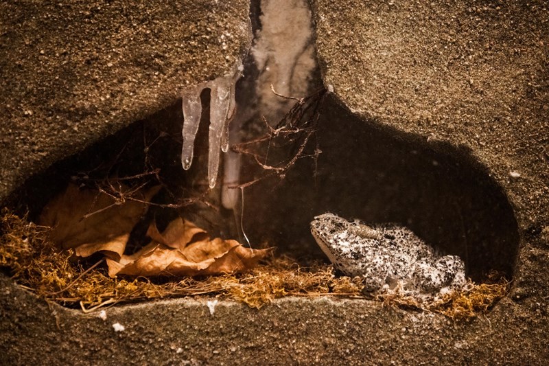 βάτραχος χειμερία νάρκη