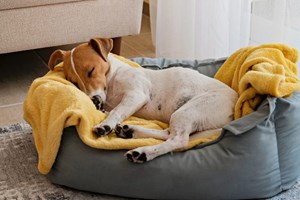 Πού να αφήσεις τον σκύλο σου όταν φεύγεις για διακοπές - εικόνα 1