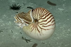 O "μαύρος διάβολος" βγήκε στην επιφάνεια και υπάρχει video - εικόνα 1