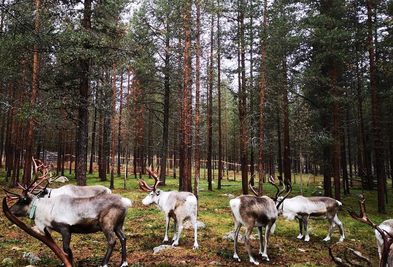 βορεια φινλανδια - λαπωνια