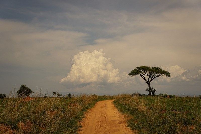 Ουγκάντα πάρκο άγριας ζωής