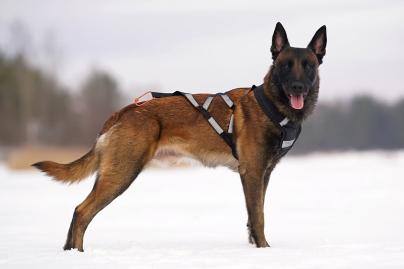 DOG, READY FOR CARNICROSS