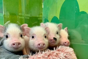 Σε άλλα νέα, στην Ιταλία χαρίζουν αγριοκάτσικα - εικόνα 1