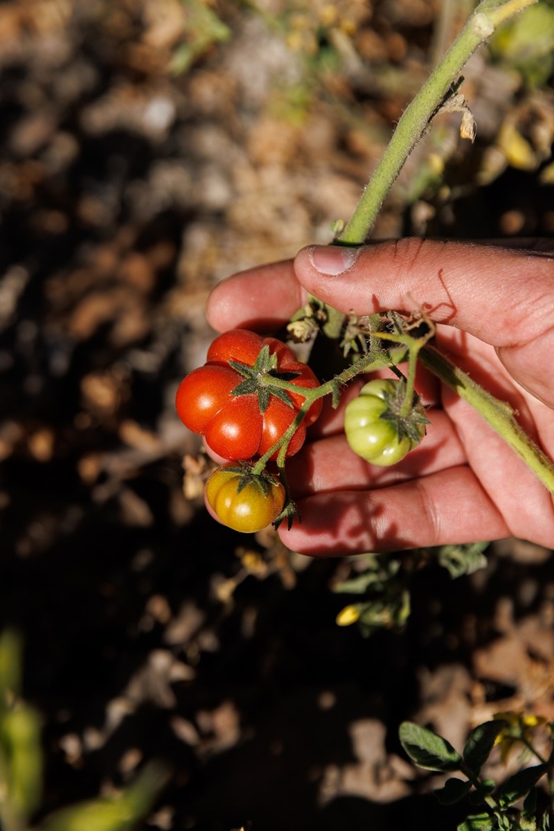 Στο Pelagos, το νέο μενού ταξιδεύει σε Σίφνο, Σαντορίνη και Νάξο 10