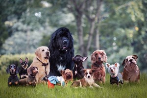 Σκυλίτσα μετέφερε το ετοιμοθάνατο κουτάβι της σε κτηνιατρείο για να το σώσουν (video) - εικόνα 1