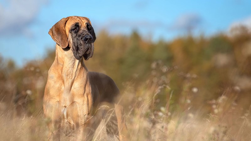 Μεγάλος Δανός