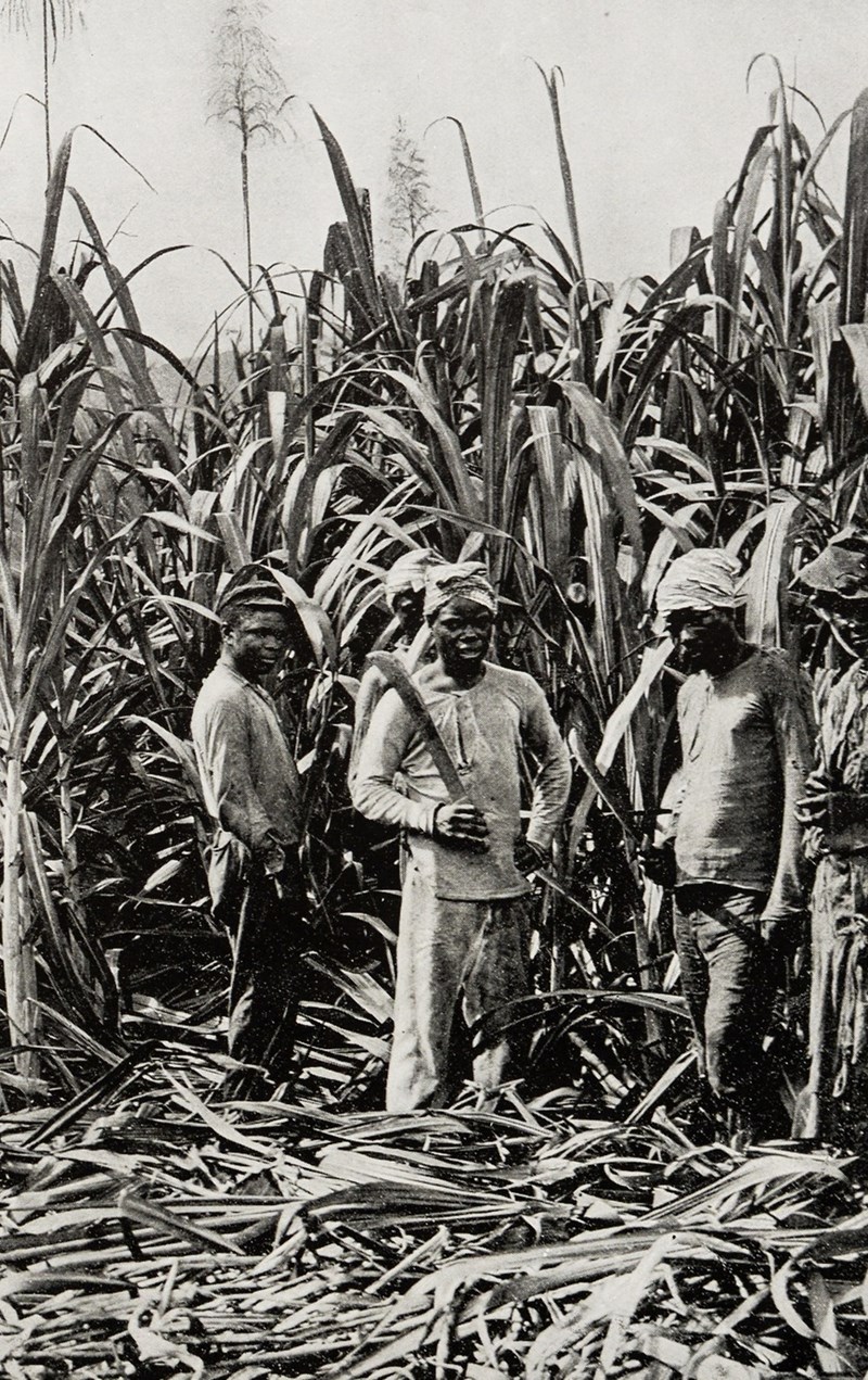 ΖΑΧΑΡΟΚΑΛΑΜΑ ΚΑΙ ΡΟΥΜΙ