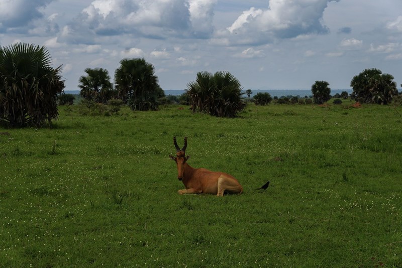 Ουγκάντα πάρκο άγριας ζωής