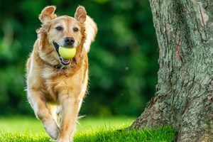 Είναι ωραίο να σε γλείφει ο σκύλος σου, αλλά ίσως είναι επικίνδυνο - εικόνα 1