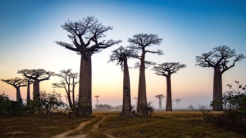 The Avenue of the Baobabs