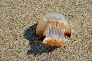 Γιατί νιώθουμε εξαντλημένοι μετά την παραλία; - εικόνα 1