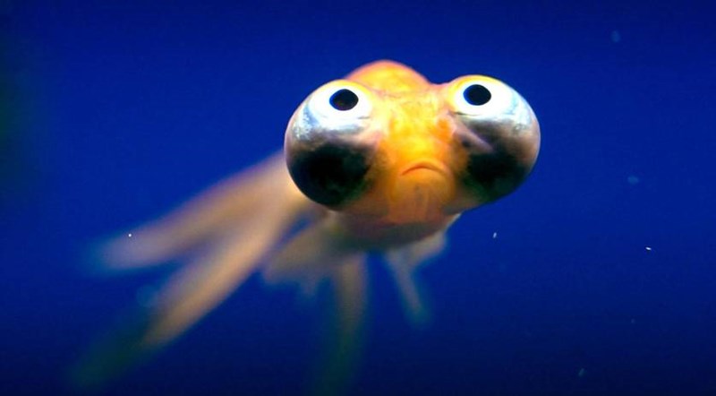 ΝΕΤΦΛΙΞ ΑΠΡΙΛΙΟΣ