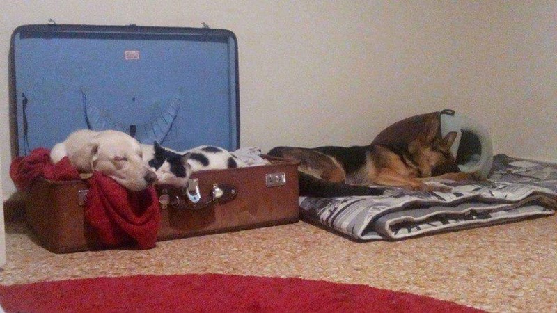 ΠΑΓΚΟΣΜΙΑ ΗΜΕΡΑ ΑΔΕΣΠΟΤΩΝ ΖΩΩΝ