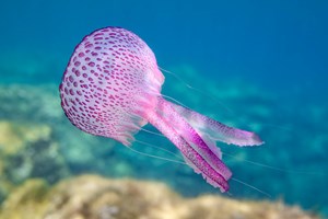 Μωβ μέδουσα: Οι περιοχές στην Ελλάδα με το μεγαλύτερο πρόβλημα - εικόνα 1