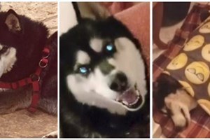 Μάρτυρας υπέδειξε το σημείο της άγριας κακοποίησης του Όλιβερ στην Αράχωβα - εικόνα 1