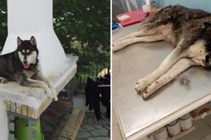 Άρση απορρήτου στις επικοινωνίες για να βρεθεί ο δολοφόνος του χάσκι στην Αράχωβα - εικόνα 1