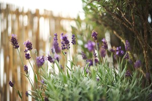 Τα κουνούπια σε τσιμπάνε γιατί είσαι 'γλυκοαίματος' - Τι λέει η επιστήμη, όμως; - εικόνα 2