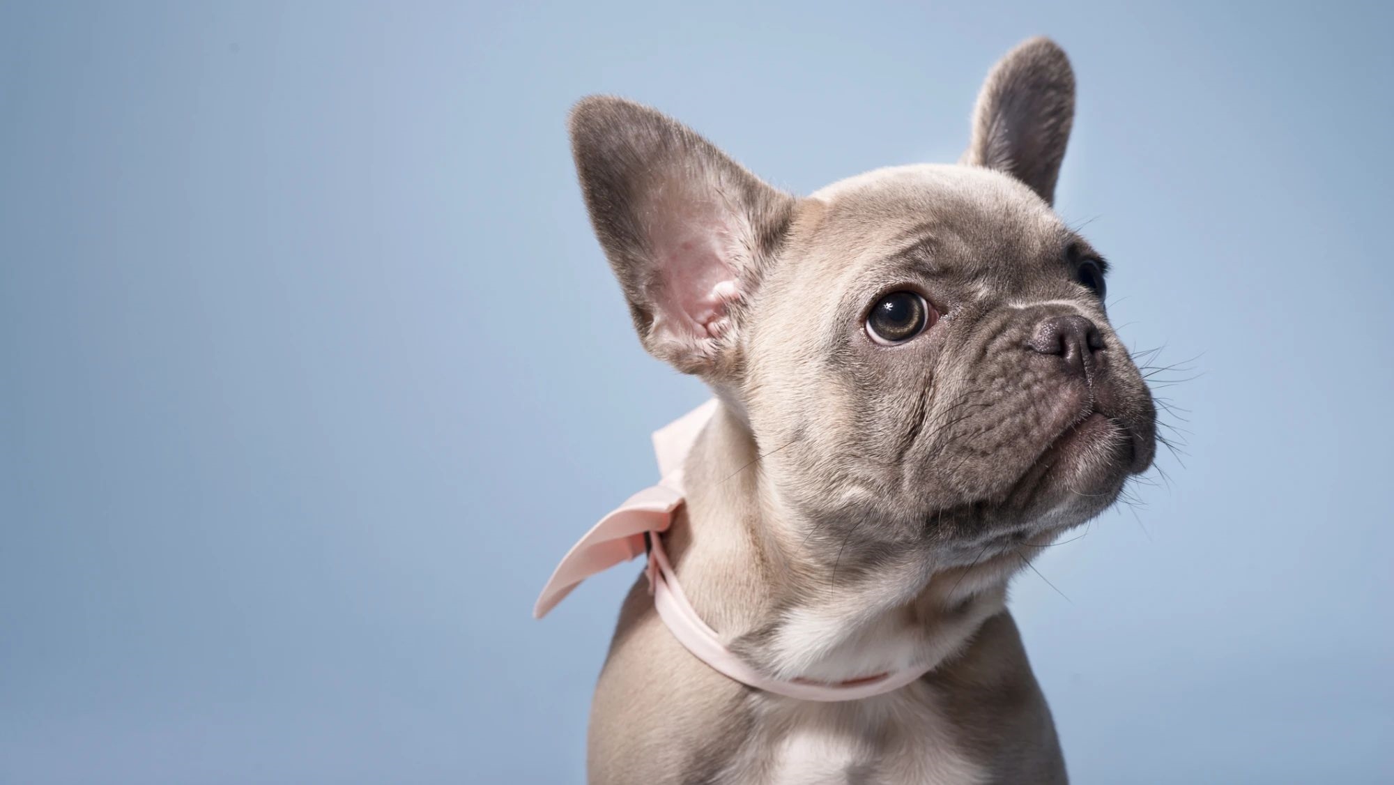 Τα ζώα βλέπουν τον κόσμο μας πολύ διαφορετικά - εικόνα 4