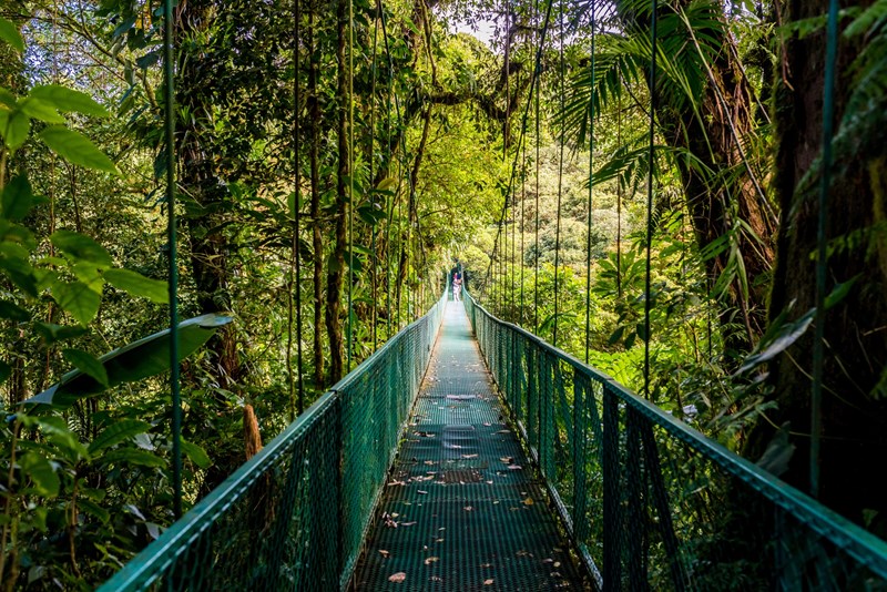 The Monteverde Cloud Forest Reserve