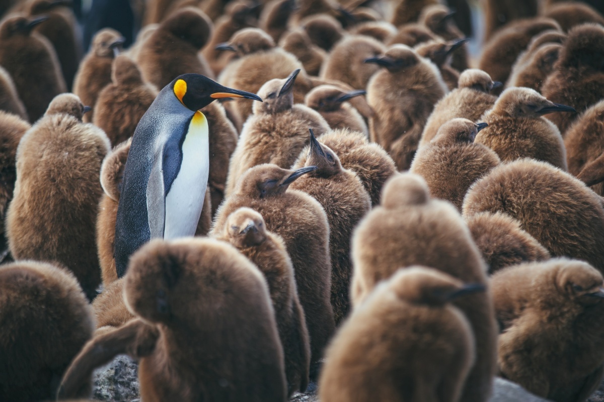 Έτσι βλέπουν τον κόσμο τα ζώα - εικόνα 1