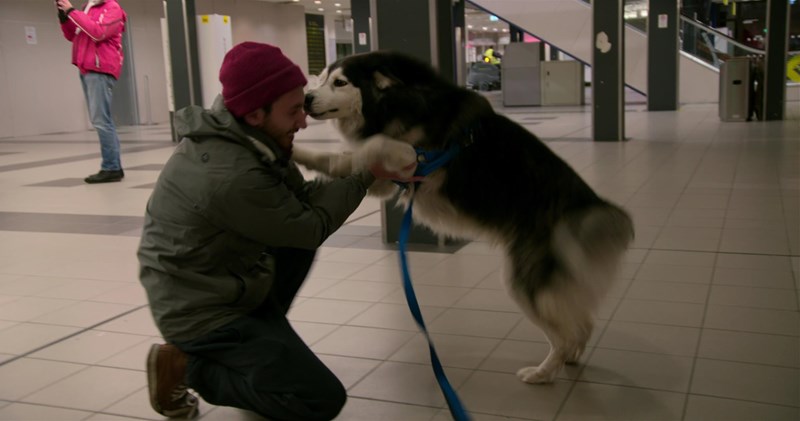 Χάσκι Δίας Dogs ντοκιμαντέρ