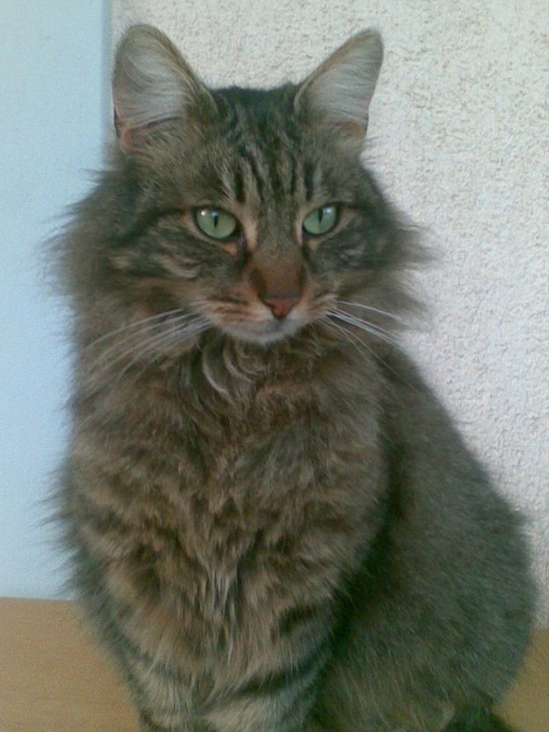 ΠΑΓΚΟΣΜΙΑ ΗΜΕΡΑ ΑΔΕΣΠΟΤΩΝ ΖΩΩΝ