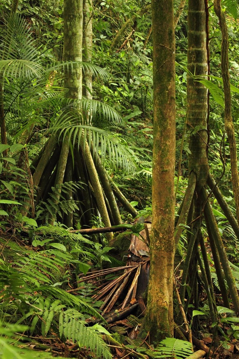 Ο φοίνικας που