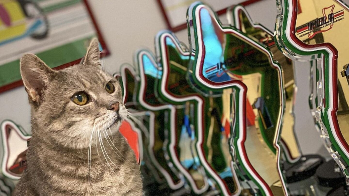 Πώς θα κρατήσεις τη γάτα σου δροσερή στον καύσωνα - εικόνα 1