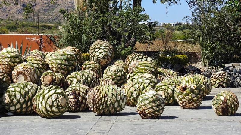 ΣΟΤΟΛ ΠΙΝΑΣ