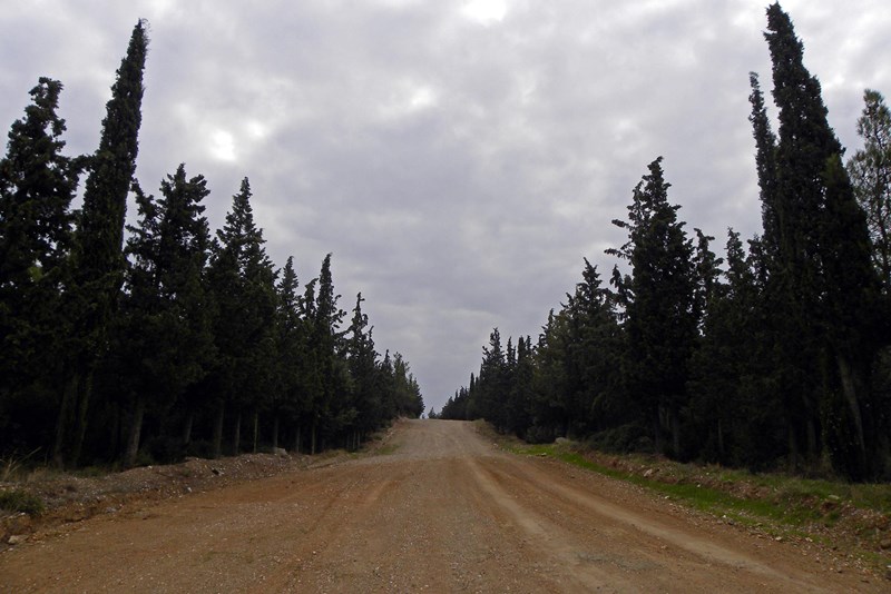 Σέχι Σου Δάσος