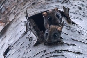 Υπάρχουν 5 πλαστικά καπάκια στον εγκέφαλό μας, λέει η επιστήμη - εικόνα 1