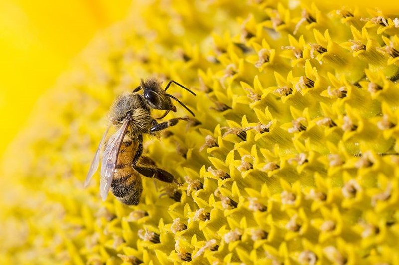 BEE IN YELLOW BACKGROUND