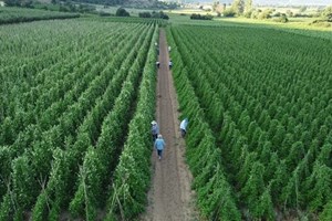 Τι συμβαίνει με τις επικίνδυνες χημικές ουσίες που βρέθηκαν στα ελληνικά αυγά - εικόνα 2